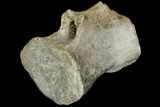 Dinosaur (Thescelosaurus) Caudal Vertebra - Montana #114436-1